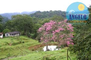 Sitio com 10 alqueres em Itarirí, oportunidade